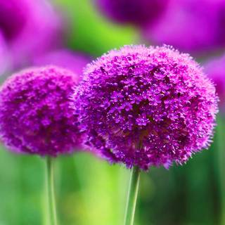 Macro flower wallpaper