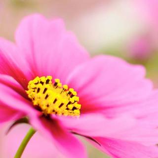 Macro flower wallpaper