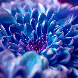Macro flower wallpaper