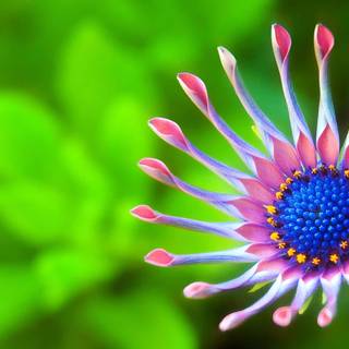 Macro flower wallpaper