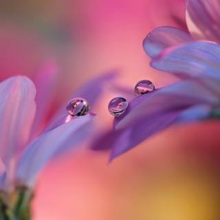 Macro flower wallpaper