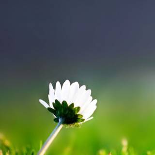 Macro flower wallpaper