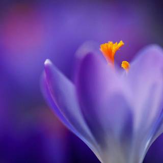 Macro flower wallpaper