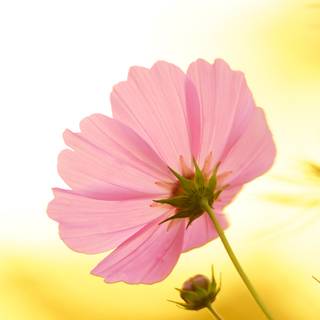 Macro flower wallpaper