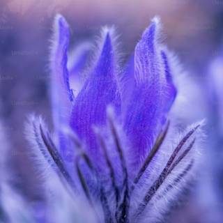 Macro flower wallpaper