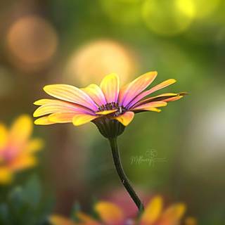 Macro flower wallpaper