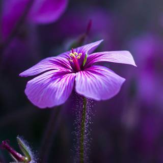 Macro flower wallpaper