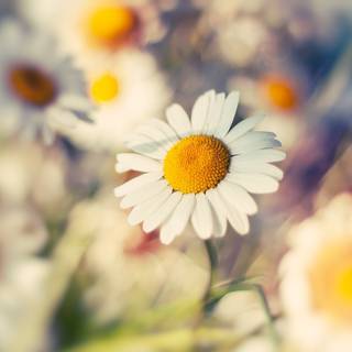 Macro flower wallpaper