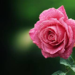 Macro flower wallpaper