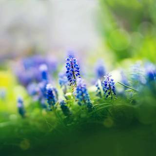 Macro flower wallpaper