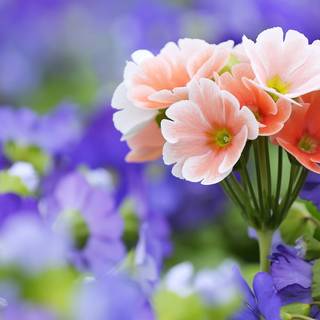 Macro flower wallpaper