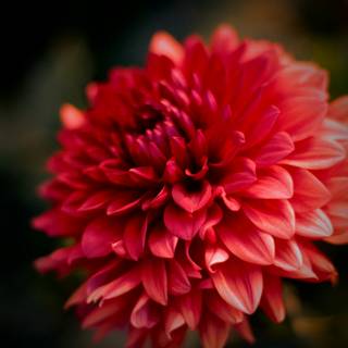 Macro flower wallpaper