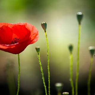 Macro flower wallpaper