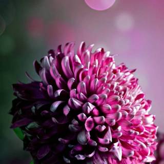 Macro flower wallpaper