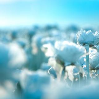 Macro flower wallpaper