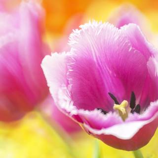 Macro flower wallpaper