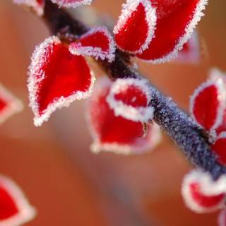 Macro flower wallpaper