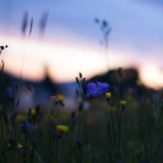 Macro flower wallpaper