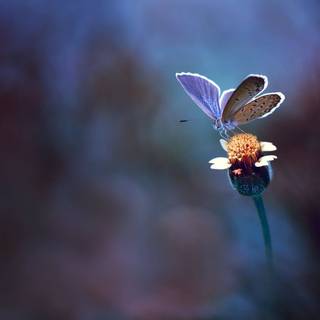 Macro flower wallpaper