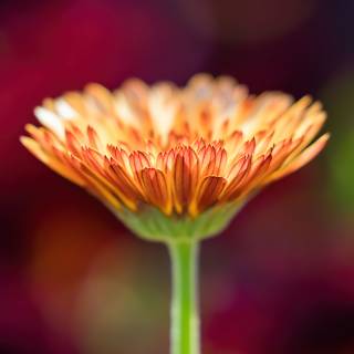 Macro flower wallpaper