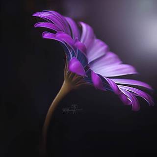 Macro flower wallpaper