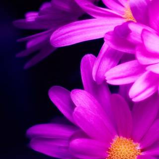 Macro flower wallpaper