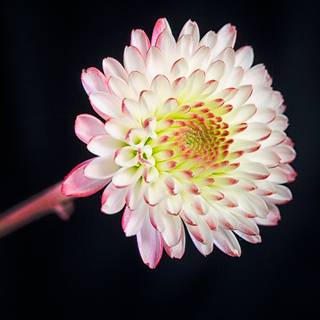 Macro flower wallpaper