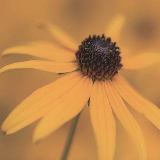 Macro flower wallpaper