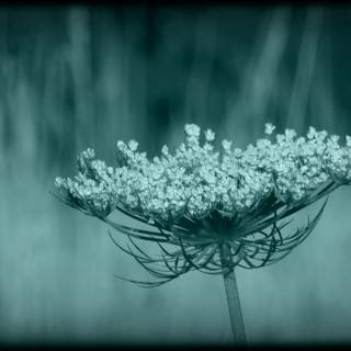 Macro flower wallpaper