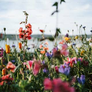 Wildflower stem wallpaper