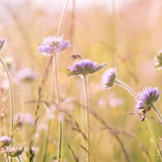Wildflower stem wallpaper