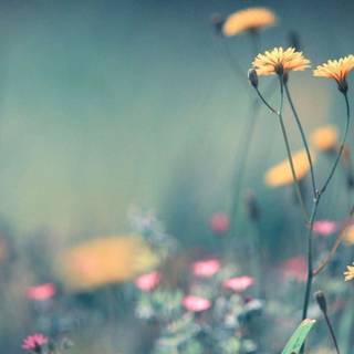 Wildflower stem wallpaper