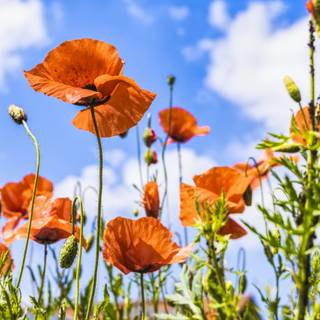 Wildflower stem wallpaper