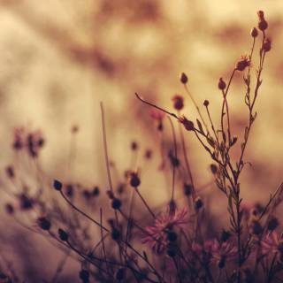 Wildflower stem wallpaper