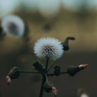 Wildflower stem wallpaper