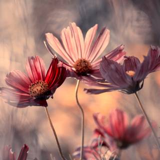 Wildflower stem wallpaper