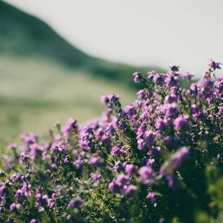 Wildflower stem wallpaper