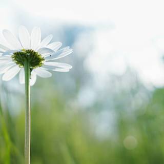 Wildflower stem wallpaper