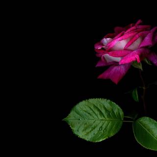 Wildflower stem wallpaper