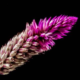 Wildflower stem wallpaper