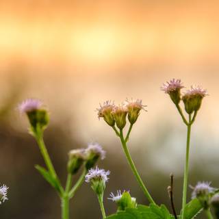 Wildflower stem wallpaper