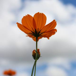 Wildflower stem wallpaper