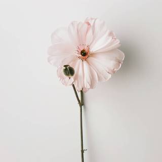 Wildflower stem wallpaper