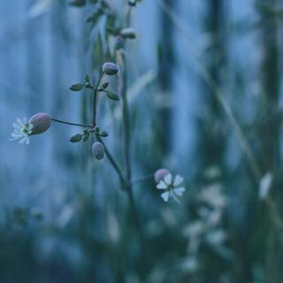 Wildflower stem wallpaper