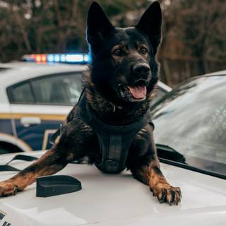 Police K-9 unit wallpaper