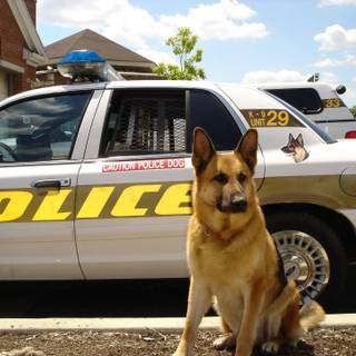 Police K-9 unit wallpaper