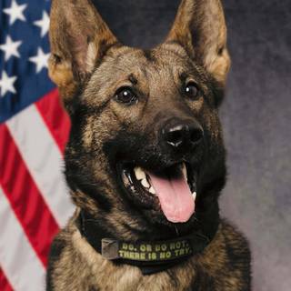 Police K-9 unit wallpaper