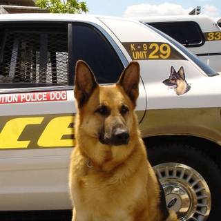 Police K-9 unit wallpaper