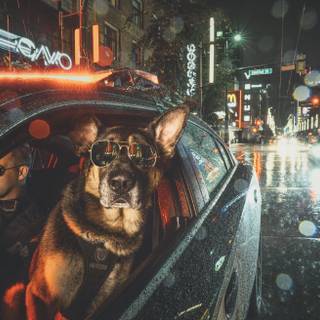 Police K-9 unit wallpaper