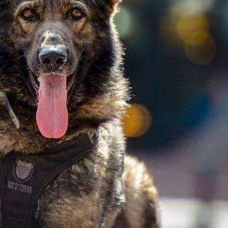 Police K-9 unit wallpaper